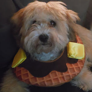 Meet your Posher, Diego